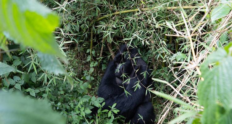 7-Day Rwanda Chimpanzee and Uganda Gorilla Trek - Rwanda Eco Company and Safaris  3