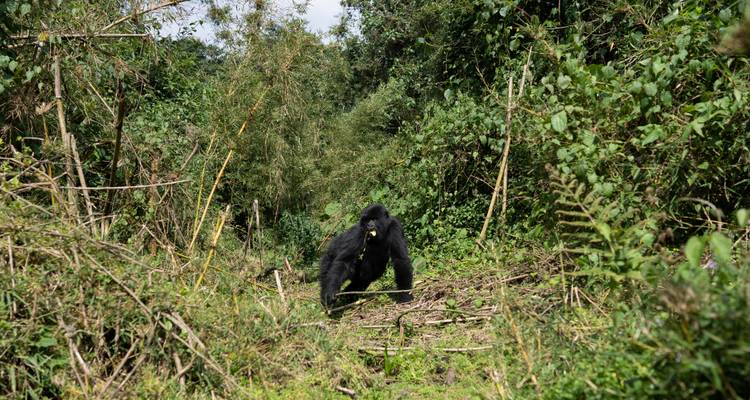 7-Day Rwanda Chimpanzee and Uganda Gorilla Trek - Rwanda Eco Company and Safaris  4