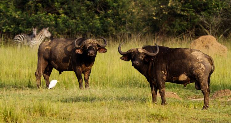 6 Days Queen Elizabeth and Gorilla Trekking Safari - Rwanda Eco Company and Safaris  5