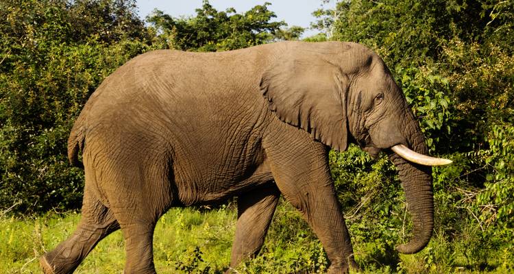 6 Days Queen Elizabeth and Gorilla Trekking Safari - Rwanda Eco Company and Safaris  1