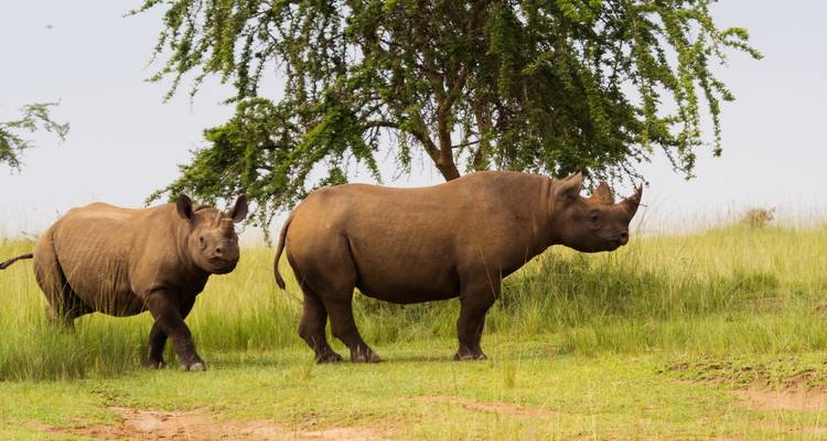 6 Days Queen Elizabeth and Gorilla Trekking Safari - Rwanda Eco Company and Safaris  3