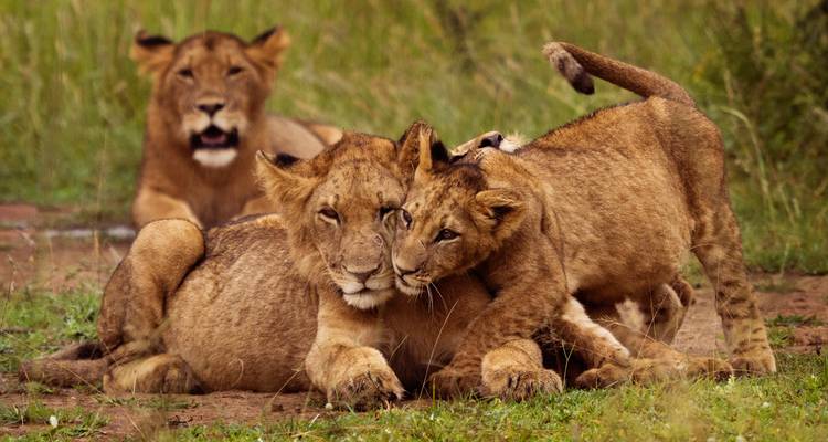 6 Days Queen Elizabeth and Gorilla Trekking Safari - Rwanda Eco Company and Safaris  4