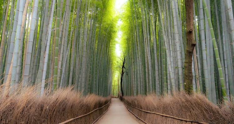 Les points forts de la culture japonaise - Expeditions Gateways 1