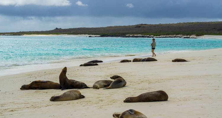 Plusieurs otaries se reposent sur une plage blanche immaculée tandis qu'un voyageur solitaire se promène le long d'eaux turquoise sous des nuages menaçants.