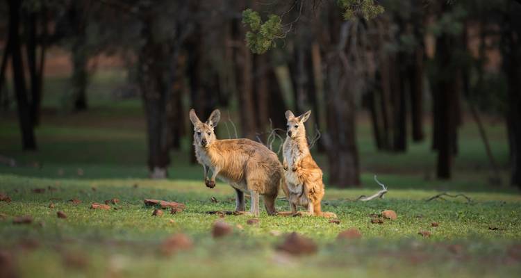 Aventure dans l'arrière-pays de l'Australie méridionale (39 destinations) - Intrepid Travel 7