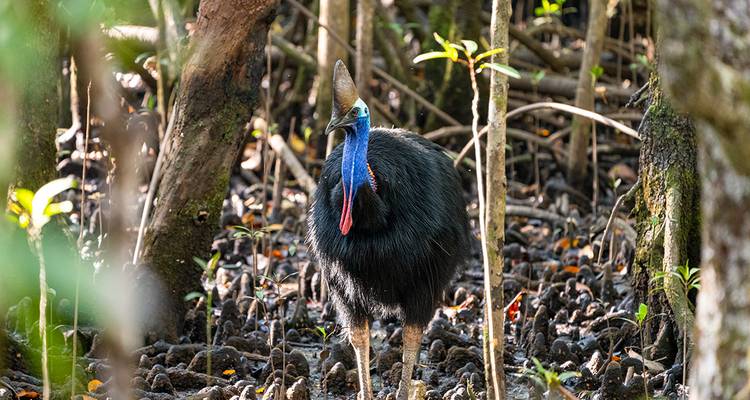 Aventura en el norte de Queensland (22 destinations) - Intrepid Travel 3