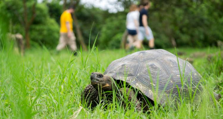 Tortue géante dans une zone herbeuse avec des gens qui marchent en arrière-plan.