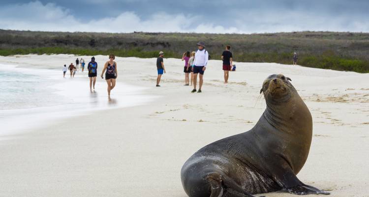 Seelöwe posiert für Touristen, die am Strand entlang spazieren.