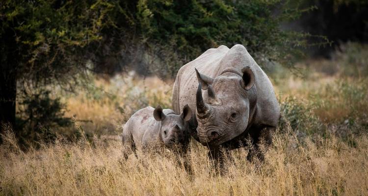 Namibie et Afrique du Sud : Paysages épiques et faune (de Johannesburg au parc national Kruger) (2026) - Collette 4