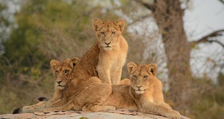 Namibie et Afrique du Sud : Paysages épiques et faune (de Johannesburg au parc national Kruger) (2026) - Collette 6