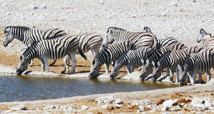 Namibie et Afrique du Sud : Paysages épiques et faune (de Johannesburg au parc national Kruger) (2026) - Collette 7