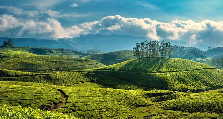 Le luxe dans les backwaters du Kerala et la vie sauvage - Golden Triangle India Tours 6