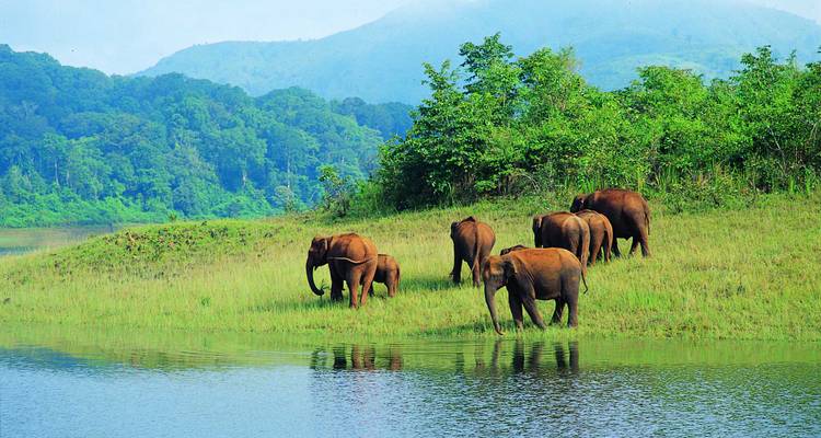 Le luxe dans les backwaters du Kerala et la vie sauvage - Golden Triangle India Tours 9