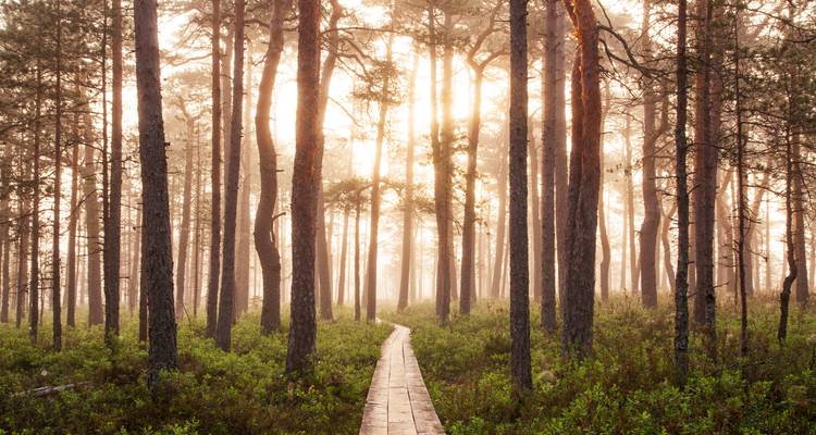 Estonia en ruta: ¡castillos, playa y brisa báltica! - journaway 2