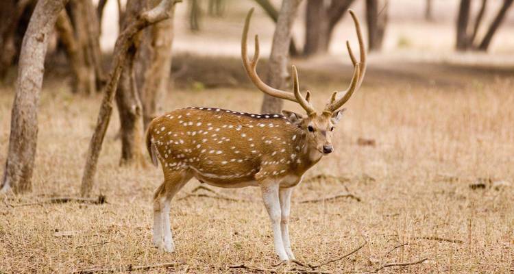 Gevlekte herten met geweien in een droog bosgebied.