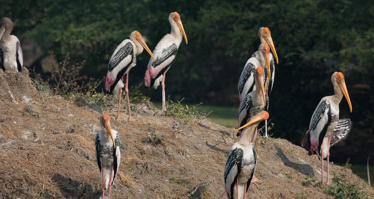 Een groep geverfde ooievaars die op een rotsachtige heuvel staan.
