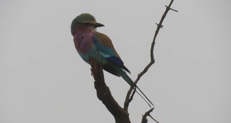 Discover Safari Chobe & Victoria Falls 4 Days & 4 Nights - HoneyBadger Travel & Tours 4