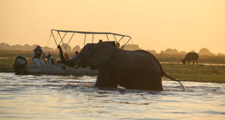 Discover Safari Chobe & Victoria Falls 4 Days & 4 Nights - HoneyBadger Travel & Tours 9