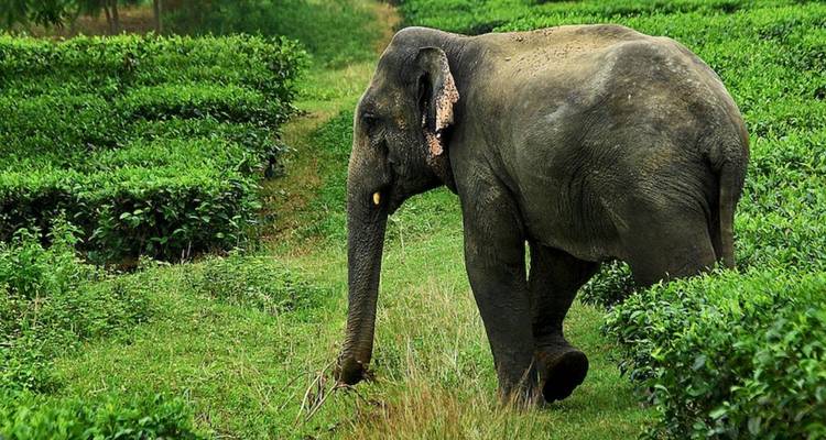 Elefant, der zwischen Teeplantagen wandelt.