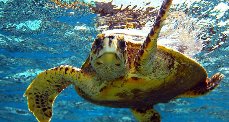 Close-up van een groene zeeschildpad die net onder het glinsterende wateroppervlak zwemt.