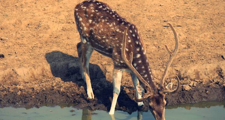 Lujo en el Norte de la India con Ayodhya y Ranthambore - Golden Triangle India Tours 3