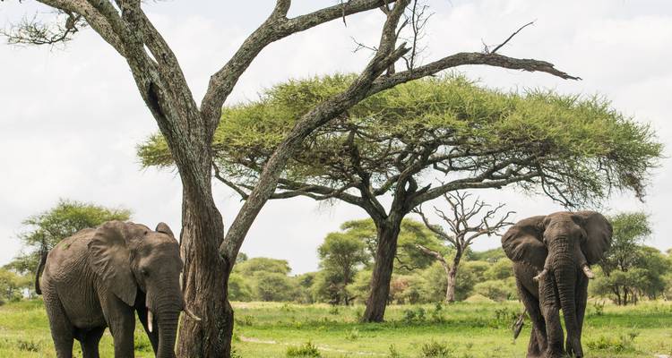 Deux éléphants africains broutent sous de vastes acacias sur une savane verte et luxuriante.