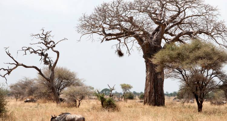 Des baobabs sans feuilles s'élèvent au-dessus d'herbes dorées et sèches où les gnus paissent dans une plaine ouverte.
