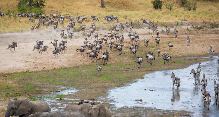 Des centaines de gnus et de zèbres se précipitent vers un point d'eau, soulevant la poussière à côté d'une mare boueuse tandis que des éléphants s'attardent à proximité.