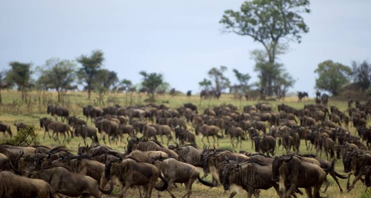 Un immense troupeau de gnus se déplace à travers des plaines herbeuses parsemées d'arbres lointains sous un ciel pâle.