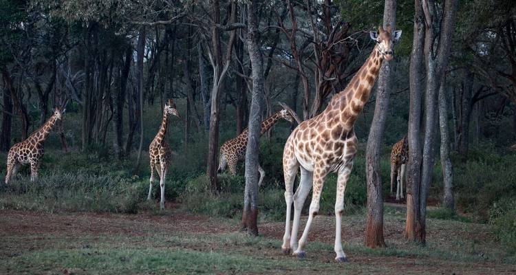 1 Día - Safari al Amanecer en Nairobi y Excursión en Grupo por la Ciudad - Samson's Safaris 8