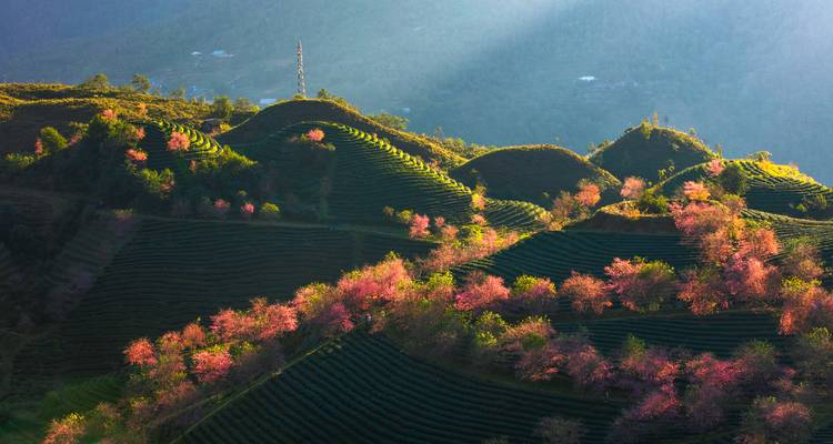 Collines verdoyantes avec des arbres roses en fleurs par une journée ensoleillée.
