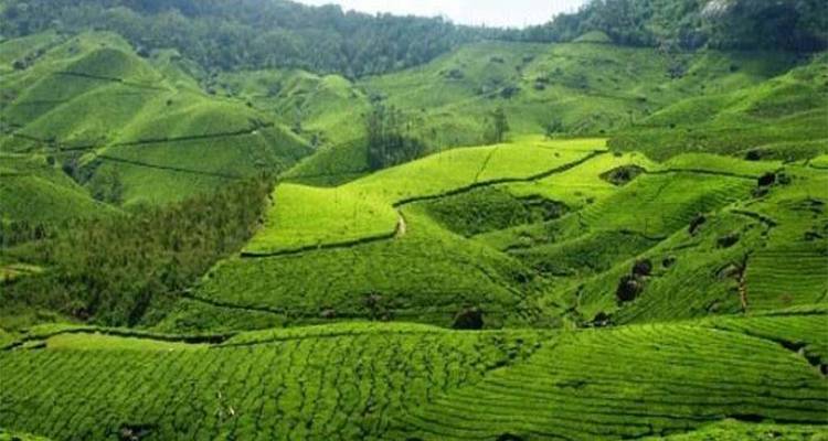 Lebhafte grüne Teeplantagen, die sich über Hügel erstrecken.