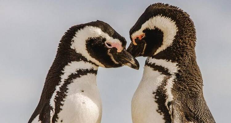 Retrato de cerca de dos pingüinos de Magallanes tocándose los picos contra un cielo pálido.