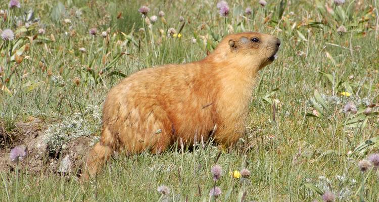 The Pamir Mountains and Uzbekistan (15 days) - Central Asia Travel LP  1