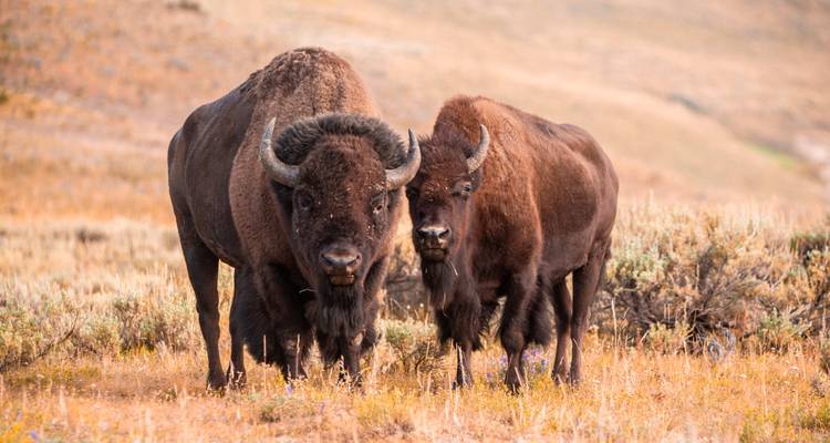 Viaje por carretera al Oeste americano: la Aguja Espacial se encuentra con Yellowstone - journaway 6