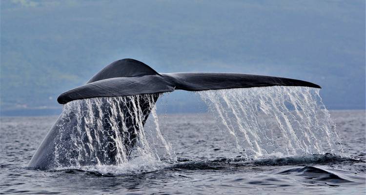 Azores Calling: Whale, This Will Be Epic - journaway 3