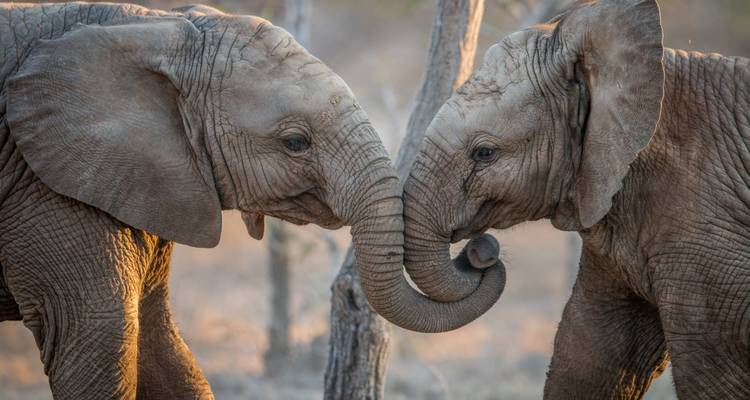 Viaje por carretera a Sudáfrica: el safari Kruger se encuentra con la Ruta Jardín - journaway 4