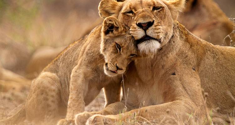Viaje por carretera a Sudáfrica: el safari Kruger se encuentra con la Ruta Jardín - journaway 6