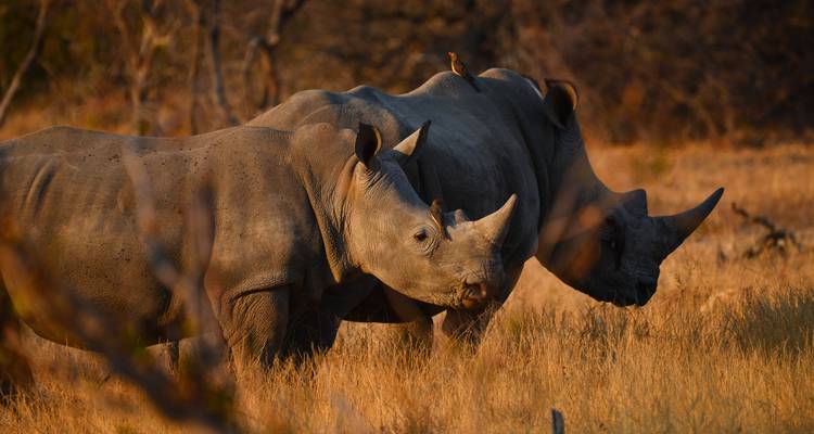 Viaje por carretera a Sudáfrica: el safari Kruger se encuentra con la Ruta Jardín - journaway 8