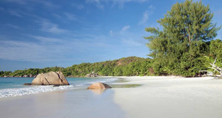 Plage sereine avec du sable blanc doux et des arbres verts denses.