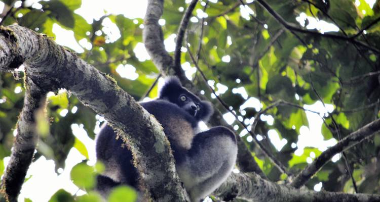 Safaris privados en Madagascar - Vivy Travel 1