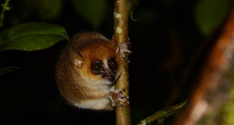 Safaris privados en Madagascar - Vivy Travel 3