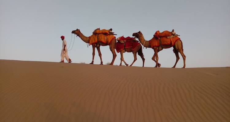 Persoon die kamelen door een woestijn leidt.