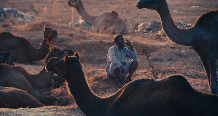 "Indian Pushkar Fair Fiesta: A Royal Ride Through Culture & Color" - Vijay India Tours 6