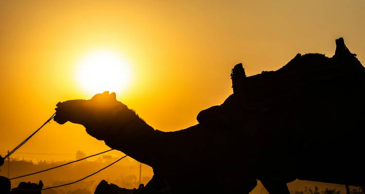 "Indian Pushkar Fair Fiesta: A Royal Ride Through Culture & Color" - Vijay India Tours 2