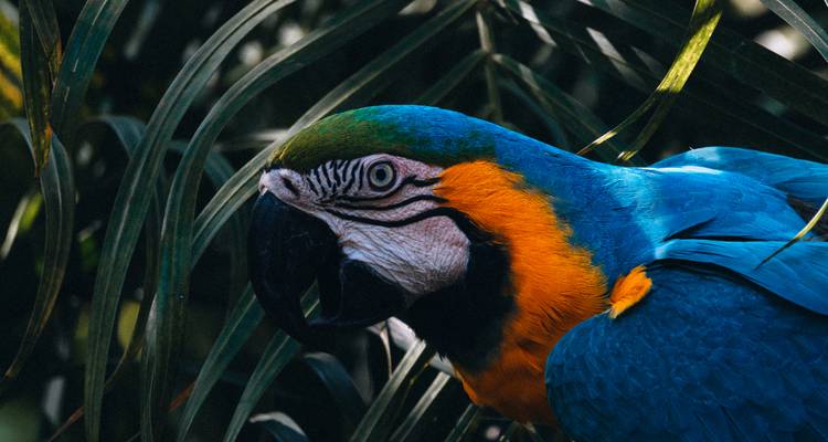 Levendige close-up portretfoto van een blauw-en-gouden ara omgeven door junglbladeren