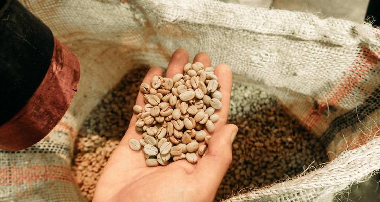 Hand met vers verwerkte koffiebonen boven een jute zak met bonen