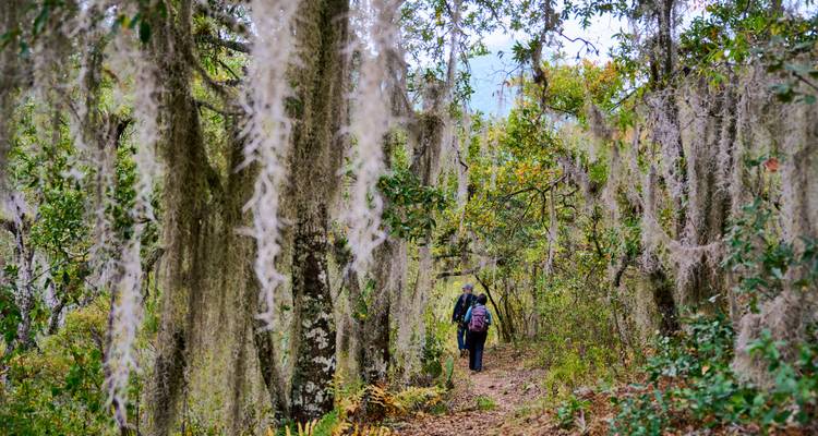 Randonneurs marchant le long d'un sentier forestier avec de la mousse suspendue.