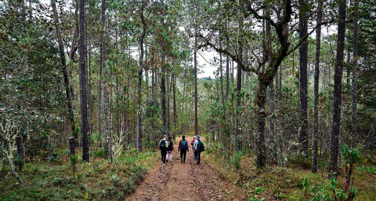Un pequeño grupo de senderistas caminando por un camino forestal fangoso rodeado de pinos altos.