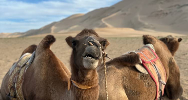 Circuit Gobi 7J 6N - Trip De Nomadic 2